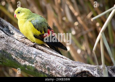 Der männliche Regent Parrot hat ein allgemein gelbes Aussehen, wobei der Schwanz und die Außenkanten der Flügel dunkelblau-schwarz sind. Stockfoto