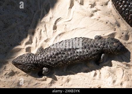 Der Shingleback hat einen sehr großen Kopf, einen sehr kurzen stumpfen Schwanz, kurze Beine und große grobe Schuppen. Stockfoto