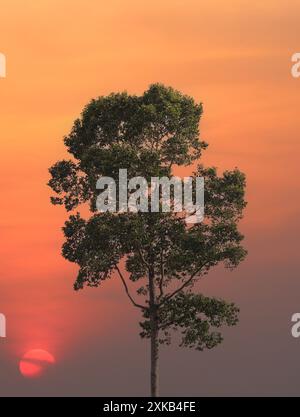 Große grüne Bäume in der Dämmerung, die Sonne untergeht und roter Himmel, Hintergrund kann verwendet werden. Stockfoto