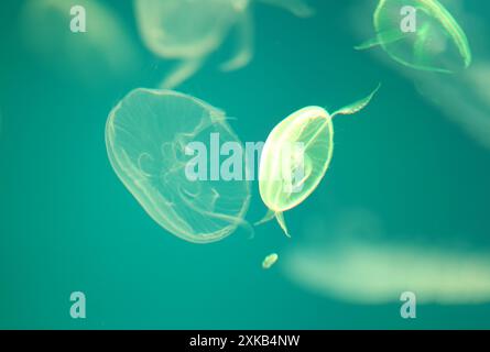 Kleine Quallen oder medusa von hellgrüner Farbe aus den Lichtern der Schwarzlichtlampe. Stockfoto