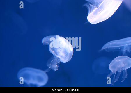 Kleine Quallen oder medusa von hellweißer Farbe aus den Lichtern der Schwarzlichtlampe. Stockfoto