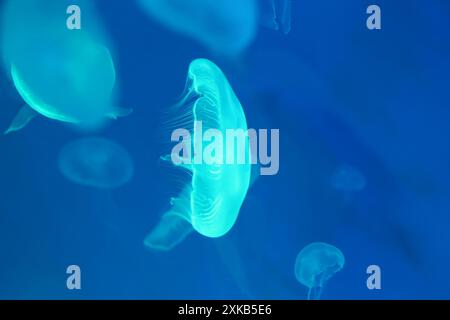 Kleine Quallen oder medusa von hellblauer Farbe aus den Lichtern der Schwarzlichtlampe. Stockfoto