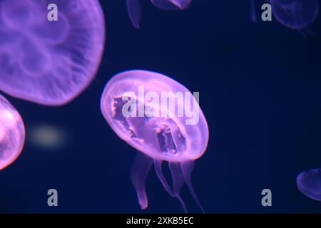 Kleine Quallen oder medusa in hellem Lila aus den Lichtern der Schwarzlichtlampe. Stockfoto