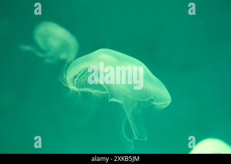 Kleine Quallen oder medusa von hellgrüner Farbe aus den Lichtern der Schwarzlichtlampe. Stockfoto