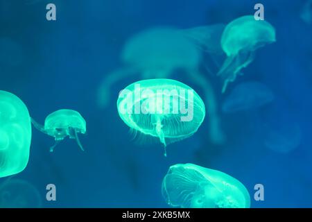 Kleine Quallen oder medusa von hellgrüner Farbe aus den Lichtern der Schwarzlichtlampe. Stockfoto