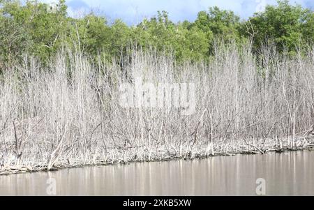 Ein Mangrovenwald mit toten Bäumen vorne und grünen Bäumen dahinter kann als Schwarzgrund genutzt werden. Stockfoto