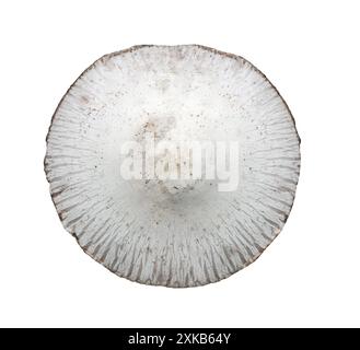 Giftige Pilze und haben Isolate auf weißem Hintergrund und Beschneidungspfade. Stockfoto