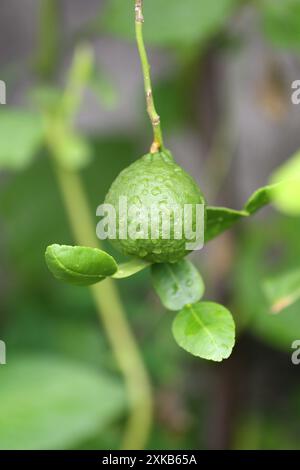 Eine grüne Kaffir-Limette mit Wassertröpfchen, die am Baum hängen. Stockfoto