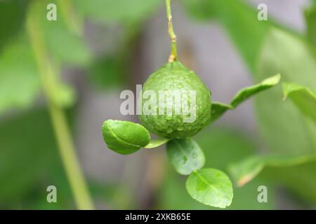 Eine grüne Kaffir-Limette mit Wassertröpfchen, die am Baum hängen. Stockfoto