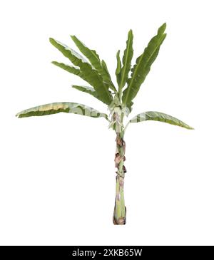 Bananenbaum isoliert auf weißem Hintergrund und mit Beschneidungspfaden. Für Design in Ihrem Arbeitsnaturkonzept. Stockfoto
