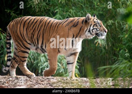 Der Tiger hat goldene und schwarze Streifen Stockfoto