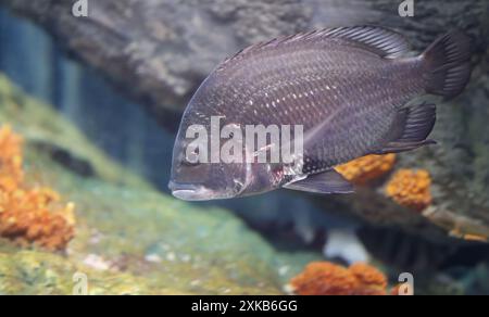 Picknick-Meeresbrasse lebt in Mangrovenwäldern und ist ein wirtschaftlicher Fisch. Stockfoto