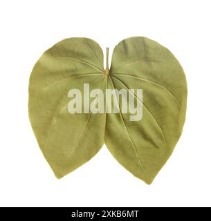 Die Vorderseite des Grüns das Purpurea-Blatt, ein Blatt, das wie ein Schmetterling aussieht, isoliert auf weißem Hintergrund und mit Beschneidungspfaden. Stockfoto