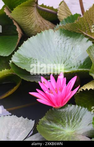 Rote indische Seerosen blühen im Teich und eine Spinne klebt an den Blütenblättern, für natürliche Landschaftsgestaltung. Stockfoto