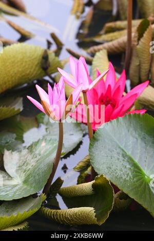 Rote indische Seerosen blühen im Teich und haben eine Grashüpfer an den Blütenblättern, für natürliche Landschaftsgestaltung. Stockfoto