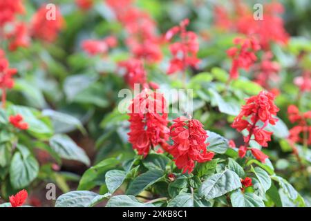 Red Salvia splendens Vista Red blüht im Blumenbeet mit einem verschwommenen Hintergrund. Stockfoto