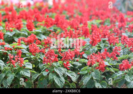 Red Salvia splendens Vista Red blüht im Blumenbeet mit einem verschwommenen Hintergrund. Stockfoto