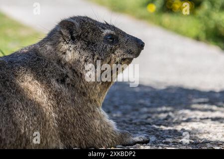 Nahaufnahme des Portraits von Felshyrax. Procavia capensis. kaphyrax, Afrotherietiere. Südafrika. Arten des Afroasiatischen Säugetieres. Niedliches kleines Stockfoto