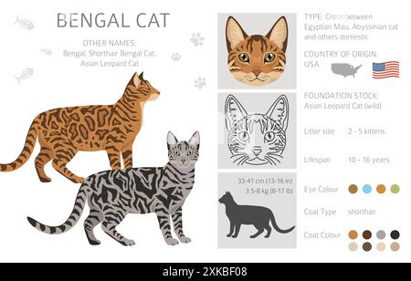 Bengalkatze Clipart. Alle Lackfarben festgelegt. Infografik zu den Merkmalen aller Katzenrassen. Vektorabbildung Stock Vektor