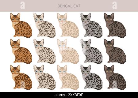 Bengalkatze Clipart. Alle Lackfarben festgelegt. Infografik zu den Merkmalen aller Katzenrassen. Vektorabbildung Stock Vektor