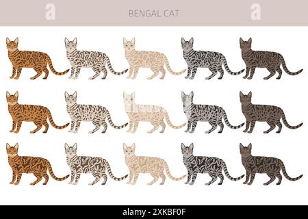 Bengalkatze Clipart. Alle Lackfarben festgelegt. Infografik zu den Merkmalen aller Katzenrassen. Vektorabbildung Stock Vektor