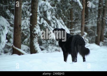 Schwarzer Hund steht im verschneiten Wald. Es ist ein schöner Farbkontrast Stockfoto