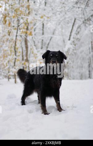 Schwarzer Hund steht im verschneiten Wald. Es ist ein schöner Farbkontrast Stockfoto