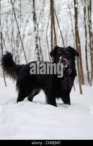 Schwarzer Hund steht im verschneiten Wald. Es ist ein schöner Farbkontrast Stockfoto