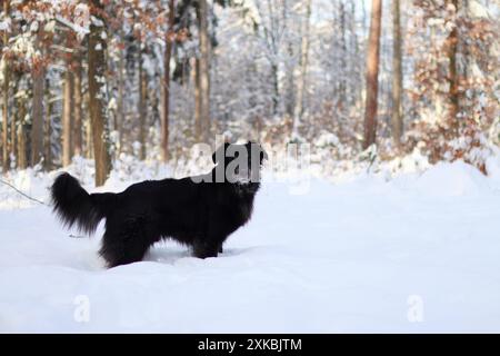 Schwarzer Hund steht im verschneiten Wald. Es ist ein schöner Farbkontrast Stockfoto