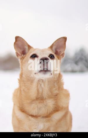 Heller adoptierter Hund posiert auf verschneiten Wiesen. Es ist Winterzeit. Stockfoto