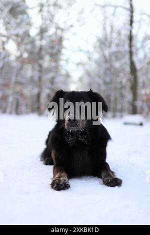 Schwarzer Hund liegt unterwegs im verschneiten Wald. Es ist ein wunderschöner Winter Stockfoto