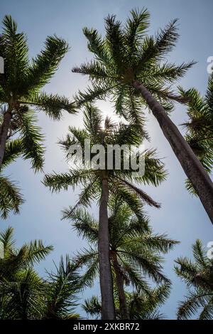 Palmen im großen Innenhof des ehemaligen Klosters, San Francisco Convent Museum, Granada, Nicaragua Stockfoto