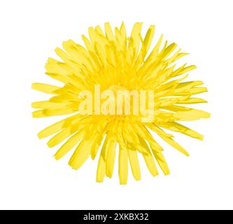 Eine detaillierte Nahaufnahme einer hellgelben Löwenzahnblüte vor reinweißem Hintergrund. Perfekt für botanische Themen. Gefangen genommen in Kopenhagen, Dänemark Stockfoto