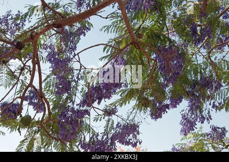 Jacaranda Tree, St. Louis Secondary School for Girls, Jos, Plateau State, Nigeria Stockfoto