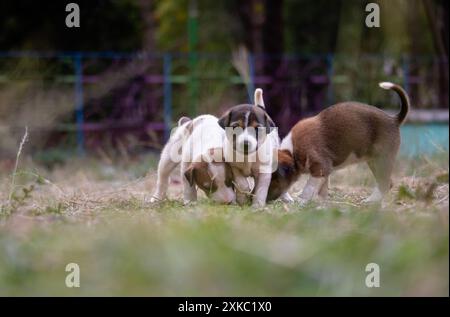 Anzahl der indischen Straßenhunde zusammen auf dem Boden Stockfoto