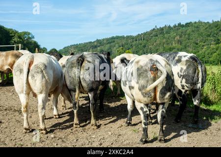 Kuh isst zusammen Futter draußen auf einer Weide - Blick auf den Hintern| Vaches qui mangent leur vierrage en extérieur dans une pâture. GUE des fessier Stockfoto