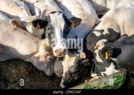 Kühe essen zusammen Futter auf einer Weide | Vaches qui mangent leur vierrage en extérieur dans une pâture. Stockfoto