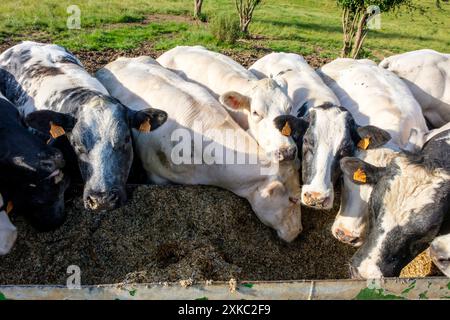 Kühe essen zusammen Futter auf einer Weide | Vaches qui mangent leur vierrage en extérieur dans une pâture. Stockfoto