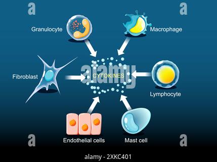 Zytokine werden von Makrophagen, Lymphozyten, Mastzellen, Endothelzellen, Fibroblasten und Granulozyten produziert. Zu den Zytokinen gehören Chemokine, Interferone, Stock Vektor