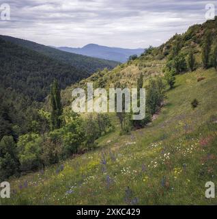 Wunderschöne Berglandschaft in Cerdanya, Katalonien, mit üppigem Grün und lebendigen Wildblumen unter einem bewölkten Himmel. Stockfoto