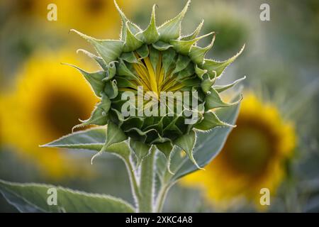 Makroaufnahme einer Sonnenblumenknospe inmitten eines Sonnenblumenfeldes in voller Blüte, die Schönheit und Wachstum der Natur einfängt. Stockfoto