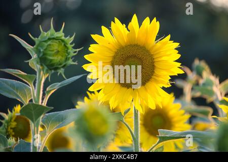 Nahaufnahme von leuchtenden Sonnenblumen in voller Blüte, die sich im Sonnenlicht sonnen und ihre strahlenden Blütenblätter und satten Farben präsentieren. Stockfoto