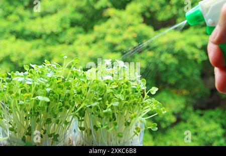 Handbewässerung Kaiware Daicon Microgreens, angebaut als Hydroponic Houseplant auf dem Balkon Stockfoto