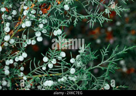 Wacholder (lateinisch Juniperus) immergrüne Nadelstrauch Brunches. Cypress-Familienpflanze mit blauen frischen Beeren. Der Scopulorum-Baum wächst in wilden Wäldern Stockfoto