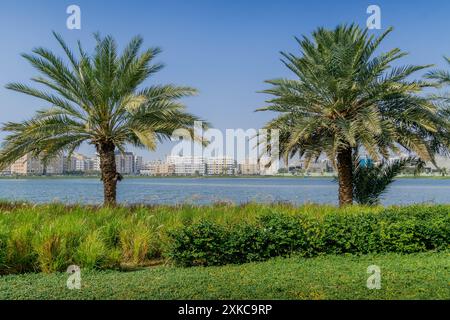 Die Palmen und Promenade (Corniche) an der Uferpromenade von Dschidda, Saudi Arabien, während des heißen Sommertages im Nahen Osten. Stockfoto