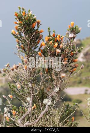 Blume der Anden, Chuquiraga jussieui, Vulkan Quilotoa, Nationalpark Cotopaxi, Ecuador, Südamerika Stockfoto