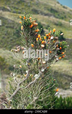 Blume der Anden, Chuquiraga jussieui, Vulkan Quilotoa, Nationalpark Cotopaxi, Ecuador, Südamerika Stockfoto