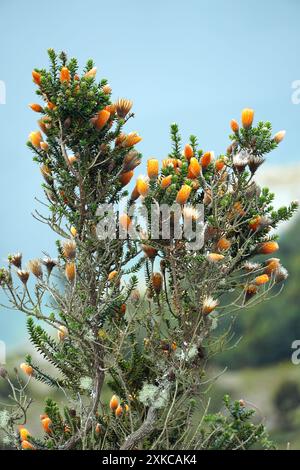 Blume der Anden, Chuquiraga jussieui, Vulkan Quilotoa, Nationalpark Cotopaxi, Ecuador, Südamerika Stockfoto