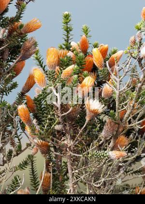 Blume der Anden, Chuquiraga jussieui, Vulkan Quilotoa, Nationalpark Cotopaxi, Ecuador, Südamerika Stockfoto