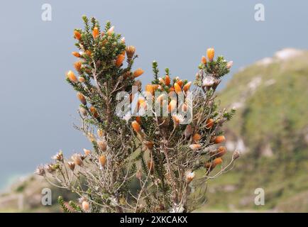 Blume der Anden, Chuquiraga jussieui, Vulkan Quilotoa, Nationalpark Cotopaxi, Ecuador, Südamerika Stockfoto